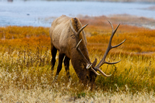 Yellowstone National Park, Wyoming, Montana and Idaho, USA: Collection I
