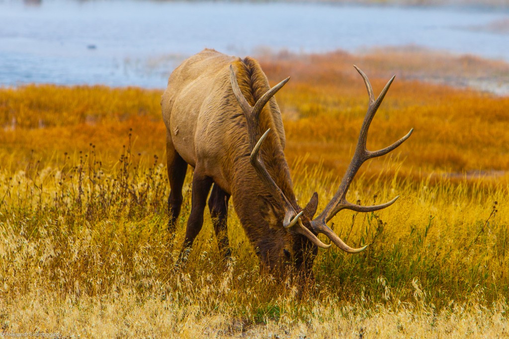 Yellowstone Elk could not foresee nothing