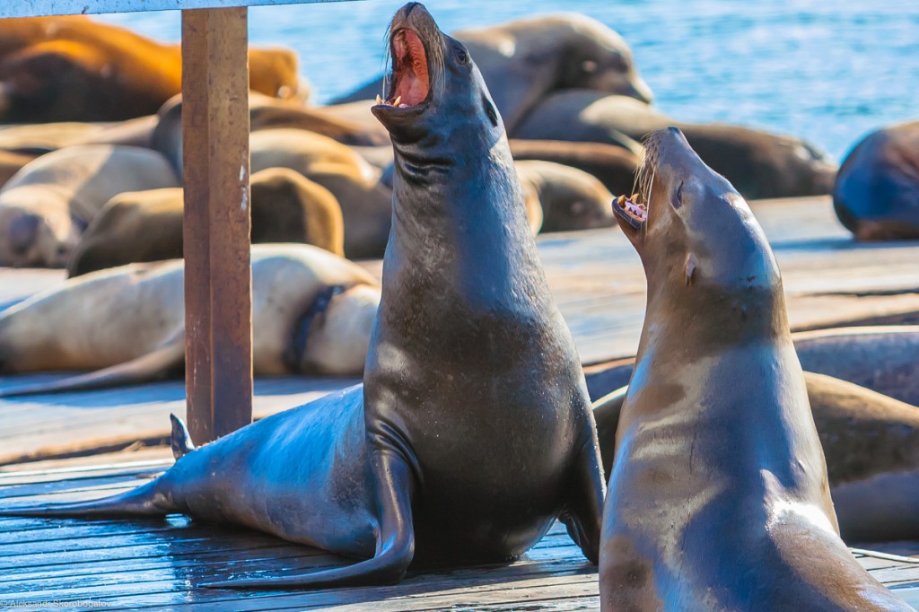 Pier 39 Sea Lions