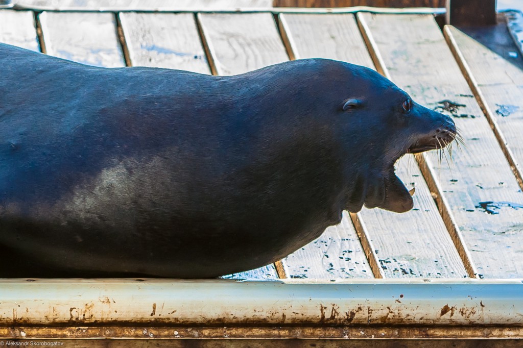 Pier 39 Sea Lions