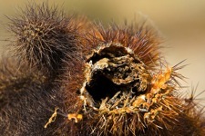 Hazardous Cactus