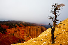 Bryce Canyon, USA. Fall. Collection No 4.