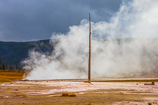 Trees of Yellowstone