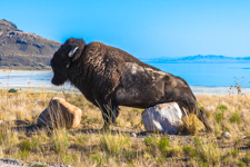 Great Salt Lake and Antelope Island