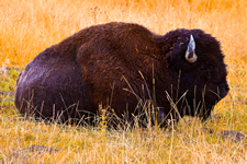 Yellowstone National Park, Wyoming, Montana and Idaho, USA: Collection III