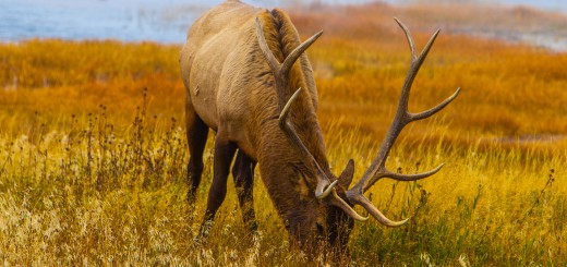 Yellowstone Elk could not foresee nothing