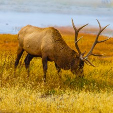 Yellowstone Elk: grazing and grazing near the Firehole Lake