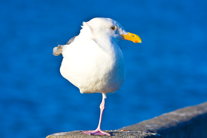nil